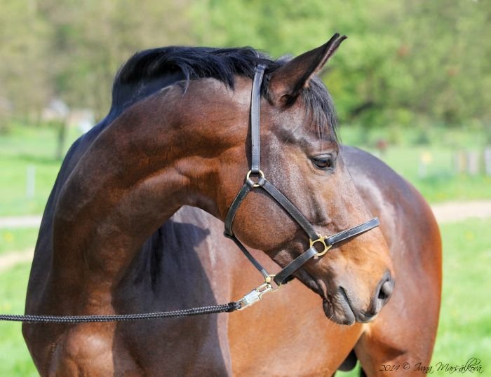 Český trakén - 79/154 QUINTAR Český trakén - 79/154 QUINTAR