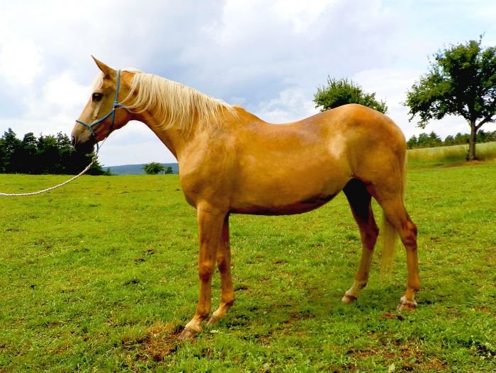 Kinského kůň - 26/555 BRIGIT Kinského kůň - 26/555 BRIGIT