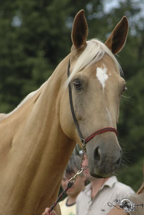 Kinského kůň - 26/555 BRIGIT Kinského kůň - 26/555 BRIGIT