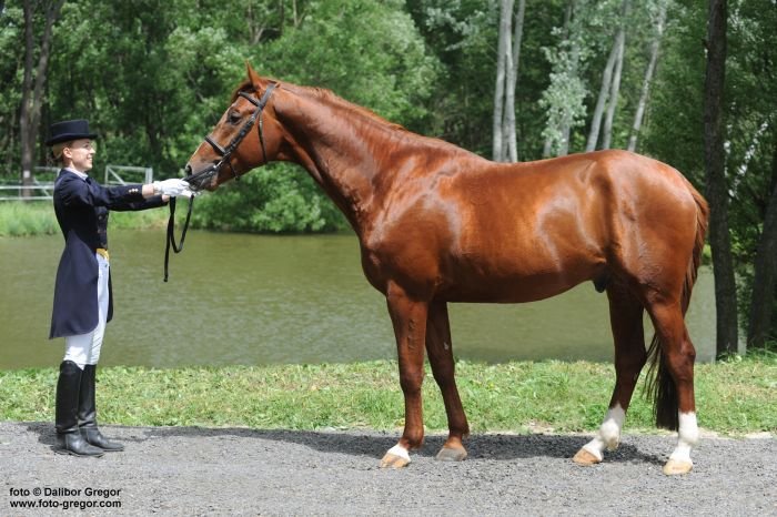 Moravský teplokrevník - 81/76 GIDRAN I MT - 2 / FILIPO G Moravský teplokrevník - 81/76 GIDRAN I MT - 2 / FILIPO G