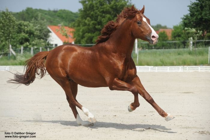 Moravský teplokrevník - 81/76 GIDRAN I MT - 2 / FILIPO G Moravský teplokrevník - 81/76 GIDRAN I MT - 2 / FILIPO G