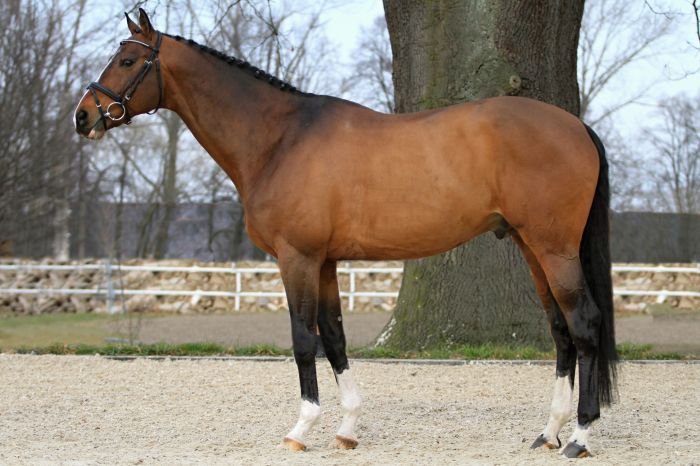 Slovenský teplokrevník v ČR - 1984 COSTLY FRIEND Slovenský teplokrevník v ČR - 1984 COSTLY FRIEND