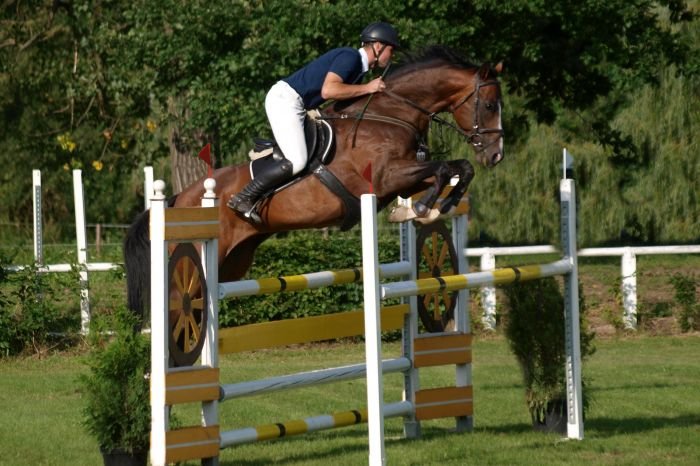 Slovenský teplokrevník v ČR - 1984 COSTLY FRIEND Slovenský teplokrevník v ČR - 1984 COSTLY FRIEND