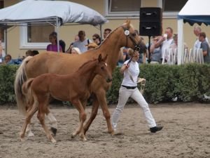 Předvádění kolekcí koní
