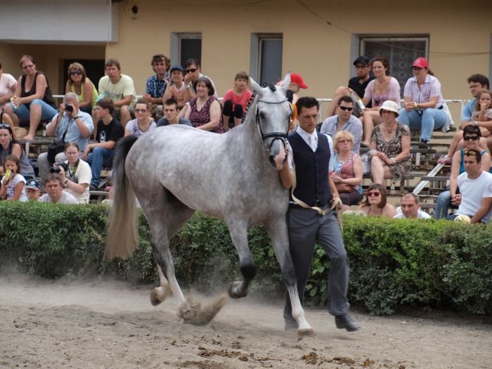 holštýnský hřebec 1850 Cannavaro holštýnský hřebec 1850 Cannavaro