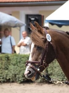 Plemenný hřebec 1421 Fain