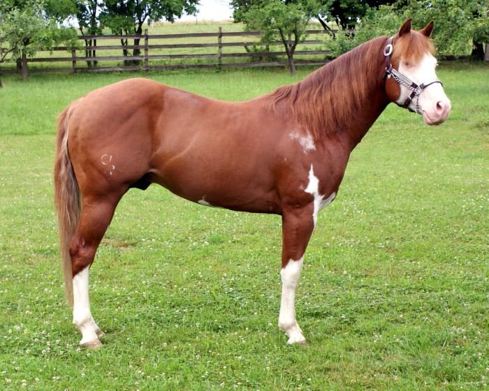 American paint horse - LIL SMOKIN GUN American paint horse - LIL SMOKIN GUN