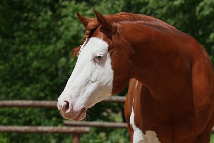 American paint horse - LIL SMOKIN GUN American paint horse - LIL SMOKIN GUN