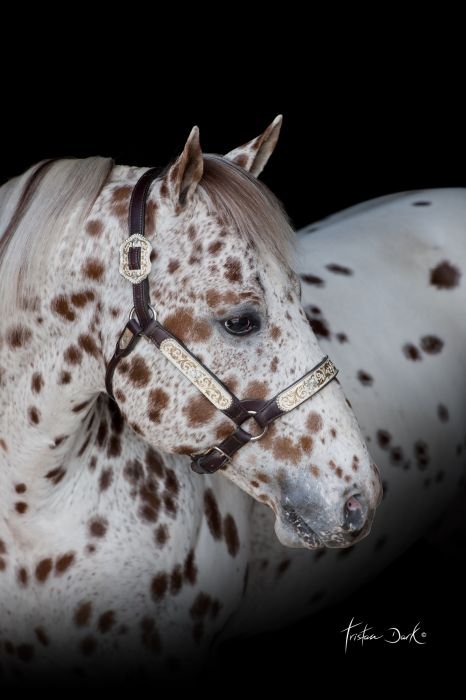 Appaloosa - RUSTY LIL DRY DOC Appaloosa - RUSTY LIL DRY DOC