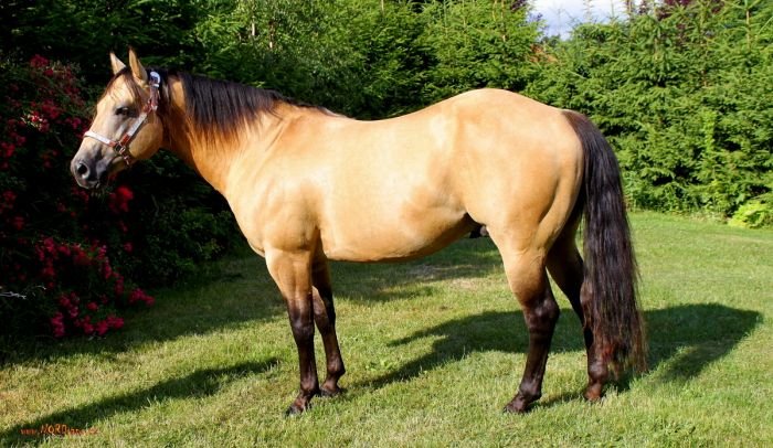 Quarter Horse - TARIS QUO VADIS Quarter Horse - TARIS QUO VADIS