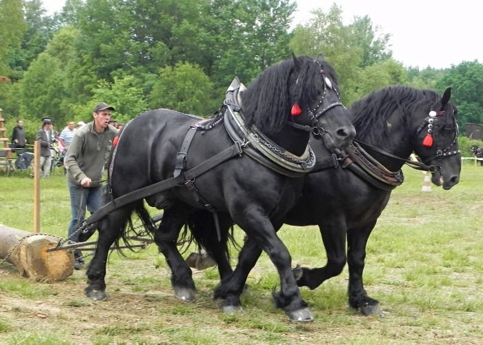 Jan Janovský (Inspektor, Wojak) Jan Janovský (Inspektor, Wojak)