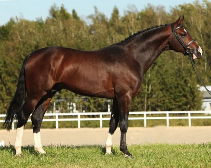 Hannoverský teplokrevník - 1574 COMMODOR Hannoverský teplokrevník - 1574 COMMODOR