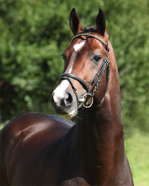 Hannoverský teplokrevník - 1574 COMMODOR Hannoverský teplokrevník - 1574 COMMODOR