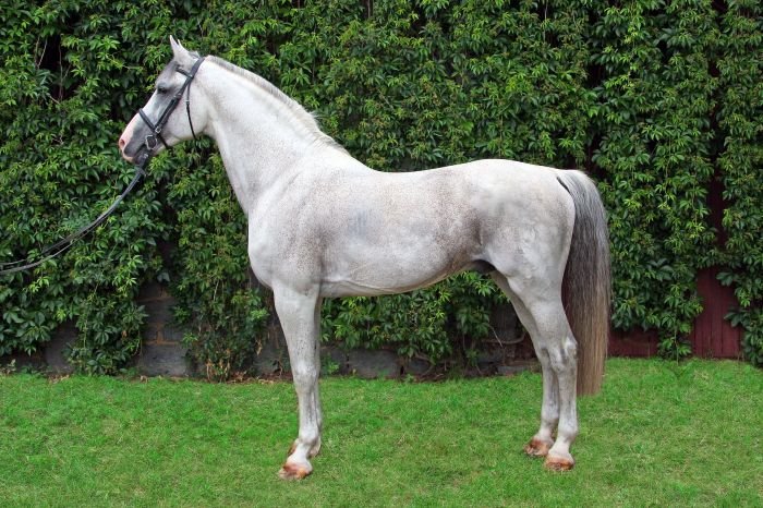 Holštýnský teplokrevník - 1001 CASSINI’S SON - T Holštýnský teplokrevník - 1001 CASSINI’S SON - T