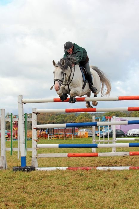 Holštýnský teplokrevník - 1001 CASSINI’S SON - T Holštýnský teplokrevník - 1001 CASSINI’S SON - T