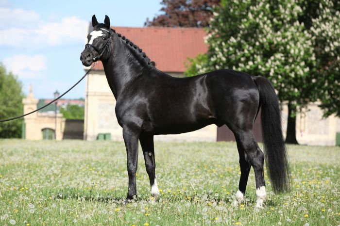 KWPN (Holandský teplokrevník) - 1346 ESPRIT ROYAL KWPN (Holandský teplokrevník) - 1346 ESPRIT ROYAL