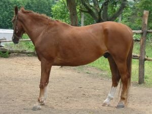 bolest předních kopyt