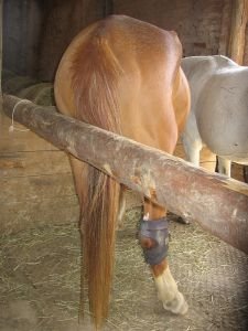 bolest zadních nohou