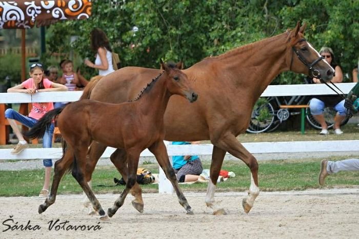 Hřebeček Love’s Son