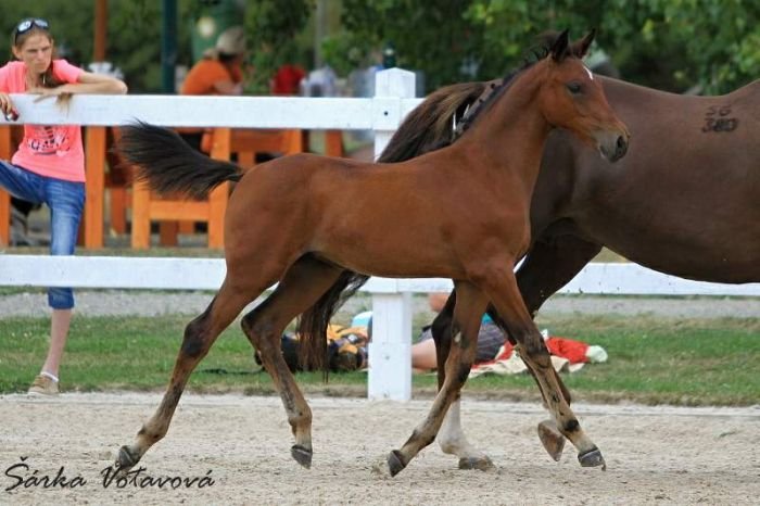 Klisnička Cleontýna