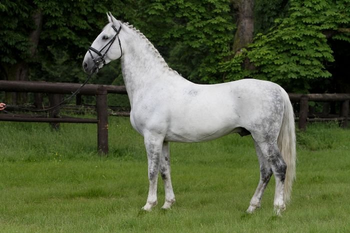 Starokladrubský kůň - GENERALE PASTORELLA VII Starokladrubský kůň - GENERALE PASTORELLA VII