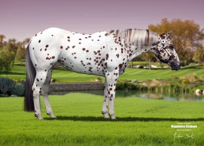Appaloosa - RUSTY LIL DRY DOC Appaloosa - RUSTY LIL DRY DOC
