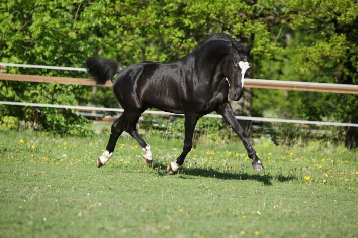 KWPN (Holandský teplokrevník) - 1346 ESPRIT ROYAL KWPN (Holandský teplokrevník) - 1346 ESPRIT ROYAL