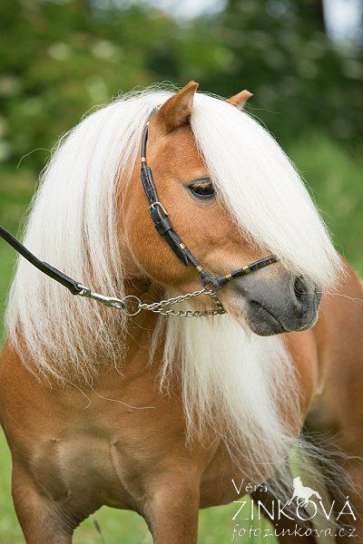 Shetlandský pony – mini typ - 1813 LOCKSLEY PERMONÍK Shetlandský pony – mini typ - 1813 LOCKSLEY PERMONÍK