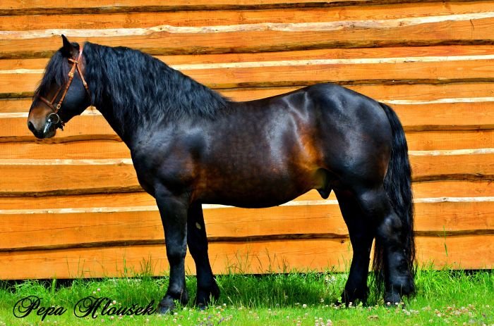 Slezský norický kůň - 1589 BARAMIS Slezský norický kůň - 1589 BARAMIS