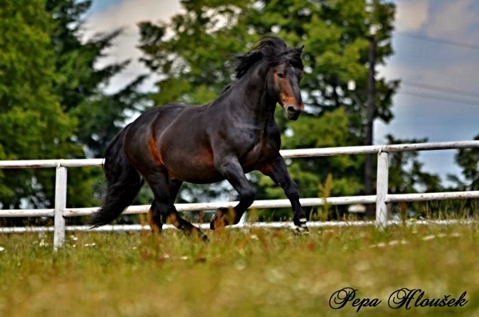 Slezský norický kůň - 1589 BARAMIS Slezský norický kůň - 1589 BARAMIS