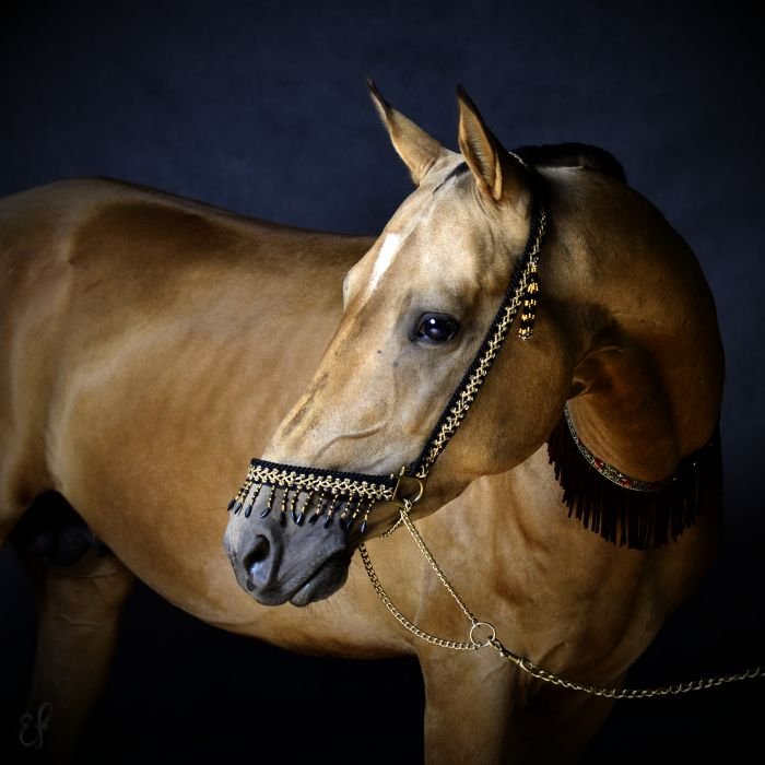 Achaltekinský podílový kůň - MYSHMYSH Achaltekinský podílový kůň - MYSHMYSH