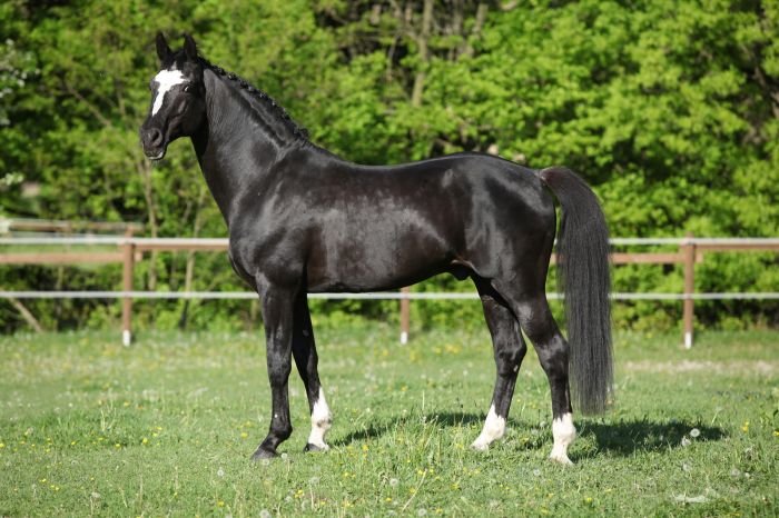 KWPN (Holandský teplokrevník) - 1346 ESPRIT ROYAL KWPN (Holandský teplokrevník) - 1346 ESPRIT ROYAL