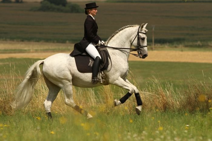 Pura Raza Espaňola (PRE) - FUSILERO III Pura Raza Espaňola (PRE) - FUSILERO III