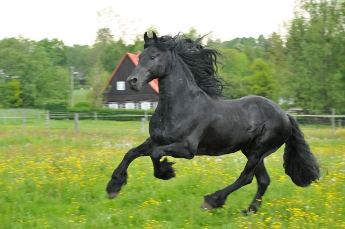 Fríský kůň - PIETER VAN DIPHOORN Fríský kůň - PIETER VAN DIPHOORN