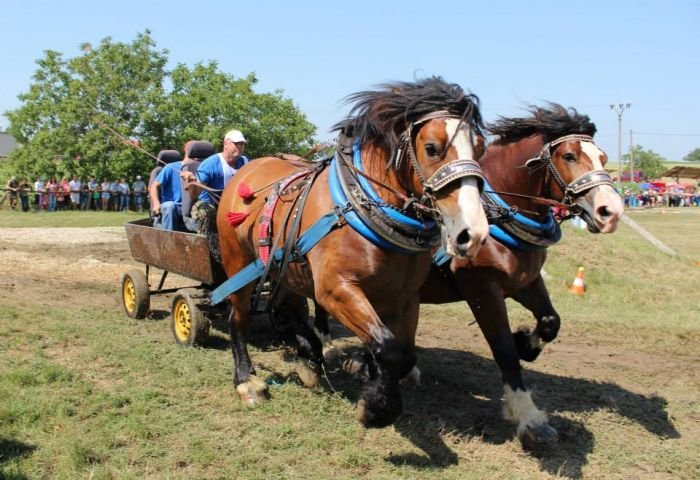 Marian Fizek- Lordo a Buntek 1. místo Marian Fizek- Lordo a Buntek 1. místo