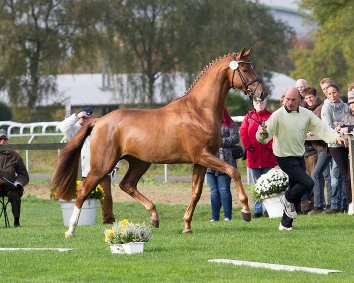 č. 30 – ryzák po Don Juan de Hus – Londonderry č. 30 – ryzák po Don Juan de Hus – Londonderry