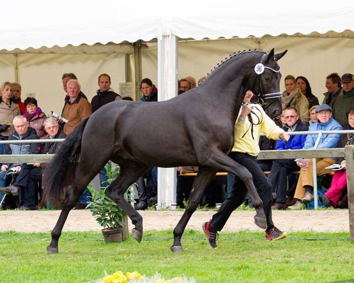 č. 96 – černý hnědák po Totilas – Sandro Hit č. 96 – černý hnědák po Totilas – Sandro Hit