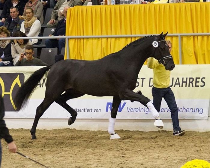 č. 97 – vraník po Vivaldi – Sandro Hit č. 97 – vraník po Vivaldi – Sandro Hit