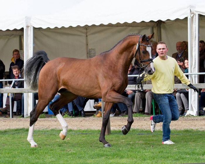 č. 49 – hnědák po Los Angeles – It’s Me du Mesnil č. 49 – hnědák po Los Angeles – It’s Me du Mesnil