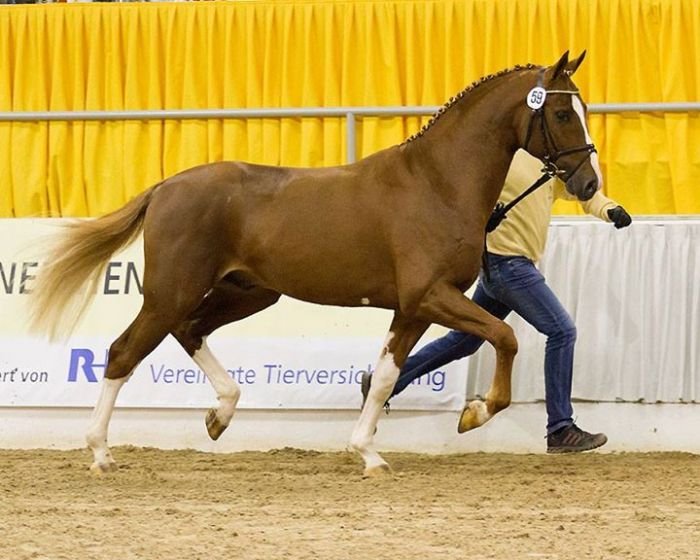 č. 59 – ryzák po Stolzenberg – Graf Top č. 59 – ryzák po Stolzenberg – Graf Top