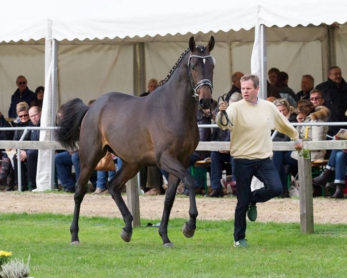 č. 51 - tmavý hnědák po Mighty Magic - Sir Shostakovich xx č. 51 - tmavý hnědák po Mighty Magic - Sir Shostakovich xx