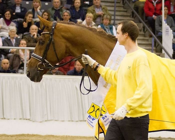 Breitling W - hannoverský hřebec roku 2014 Breitling W - hannoverský hřebec roku 2014