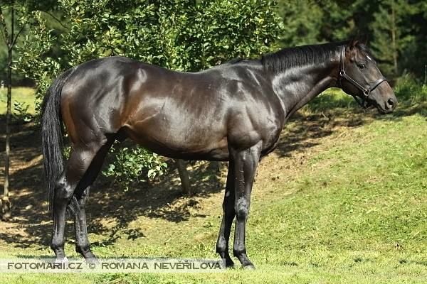 Age of Jape Age of Jape