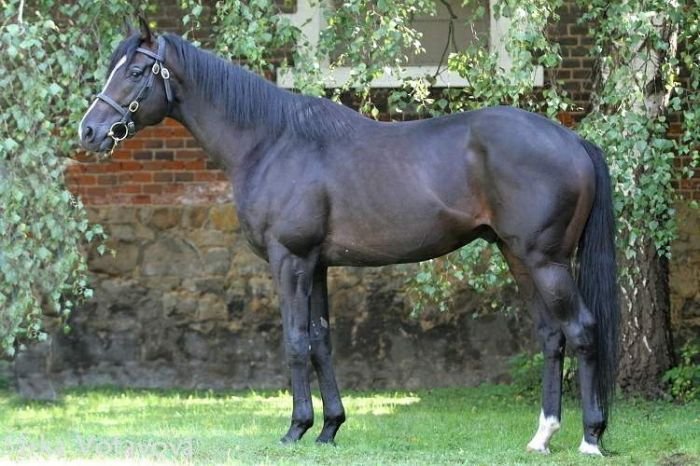 Rocky of Gracie Rocky of Gracie