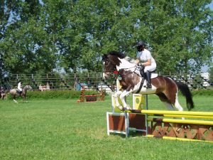 český teplokrevník