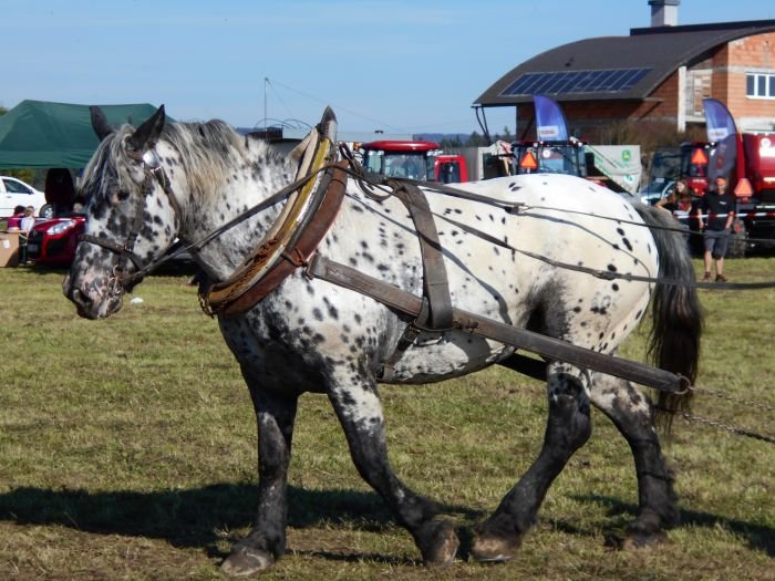 Chladnokrevník Chladnokrevník