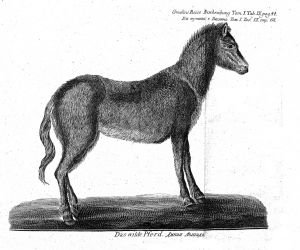 Kresba tarpana z Gmelinovy expedice (1768)