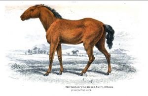 Kolorovaná ilustrace tarpana podle Hamilton Smithe (1841)