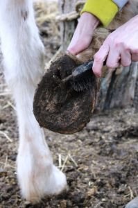 Vyčistěte kopyto Vyčistěte kopyto