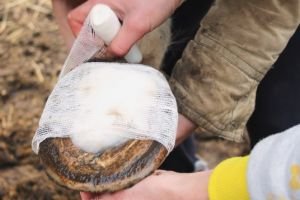 Aplikujte a připevněte pomocí obvazu Aplikujte a připevněte pomocí obvazu